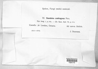 Daedaleopsis confragosa image